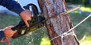 Best Pest Control for Lawns  in Stanley, WI
