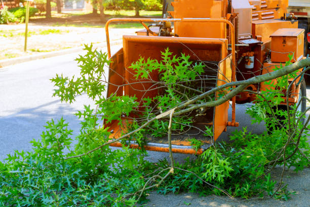  Stanley, WI Tree Services Pros