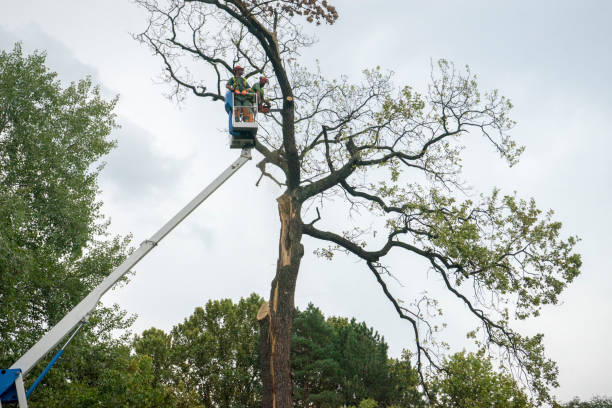 Trusted Stanley, WI Tree Services Experts