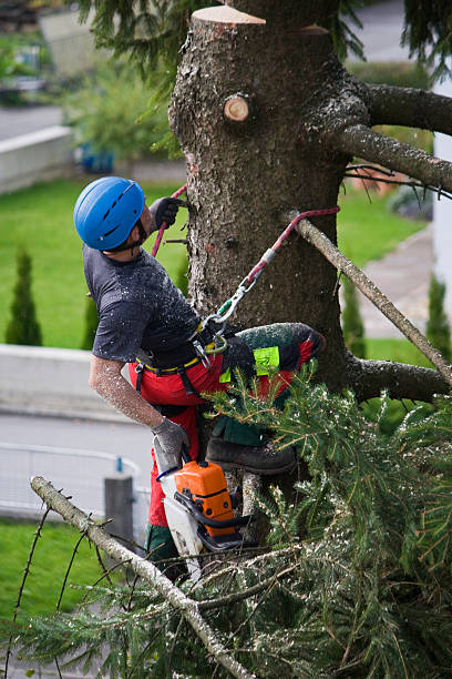 Best Tree Risk Assessment  in Stanley, WI