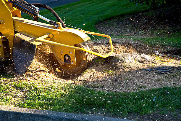 Best Hazardous Tree Removal  in Stanley, WI