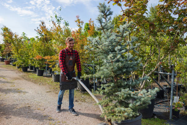 How Our Tree Care Process Works  in  Stanley, WI