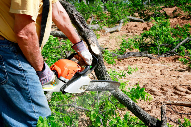 Best Tree and Shrub Care  in Stanley, WI